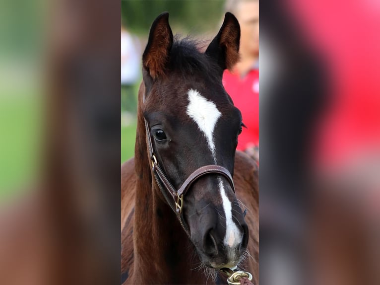 Westphalian Stallion 1 year Bay-Dark in Neuenegg