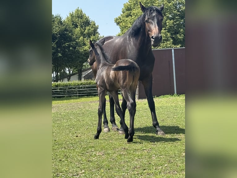 Westphalian Stallion 1 year Bay-Dark in WeseL