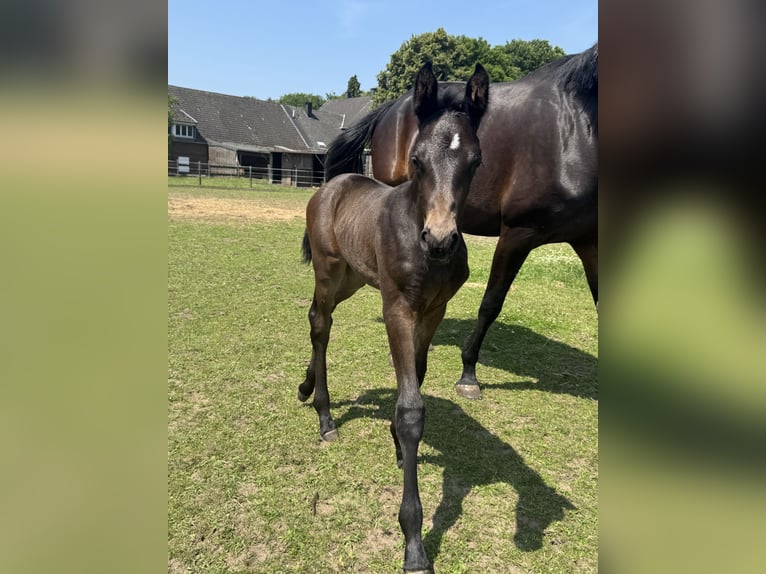 Westphalian Stallion 1 year Bay-Dark in WeseL