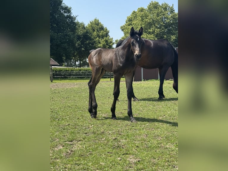 Westphalian Stallion 1 year Bay-Dark in WeseL