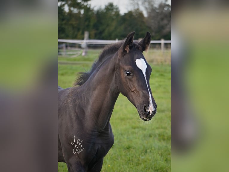 Westphalian Stallion 1 year Black in Sendenhorst