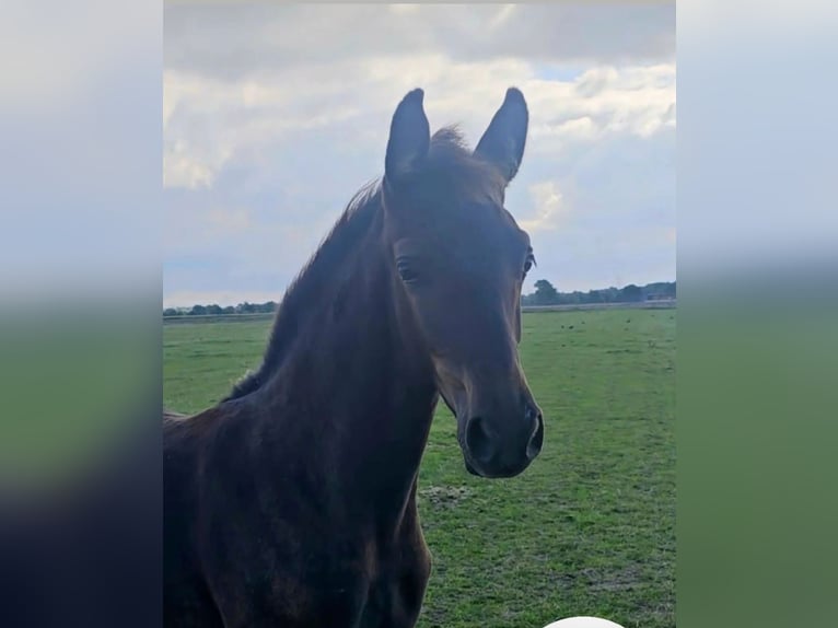 Westphalian Stallion 1 year Brown in Appen