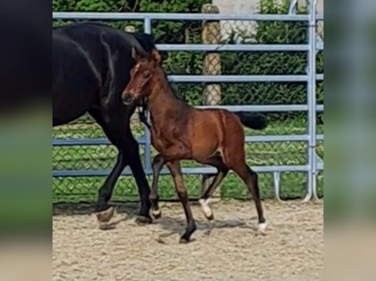 Westphalian Stallion 1 year Brown in Borchen