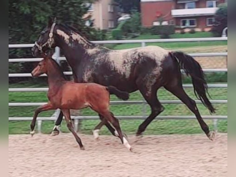 Westphalian Stallion 1 year Brown in Borchen