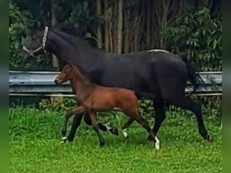 Westphalian Stallion 1 year Brown in Borchen