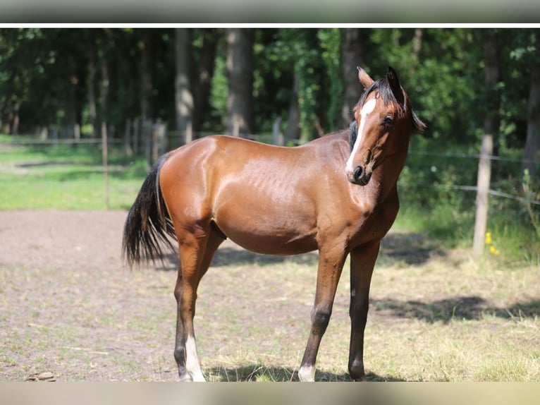 Westphalian Stallion 1 year Brown in Merzen