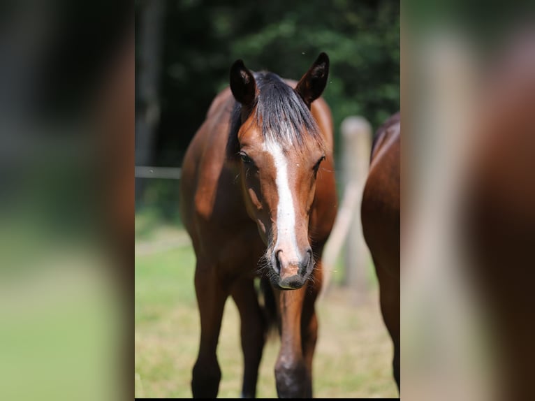 Westphalian Stallion 1 year Brown in Merzen