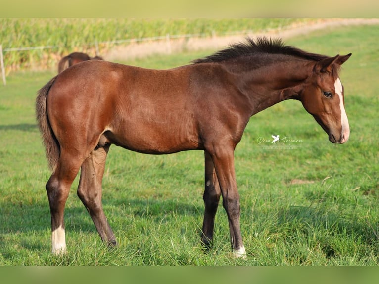 Westphalian Stallion 1 year Brown in Neuenkirchen-V&#xF6;rden