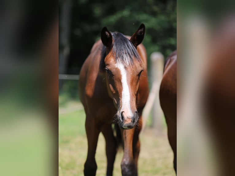 Westphalian Stallion 1 year Brown in Neuenkirchen-V&#xF6;rden