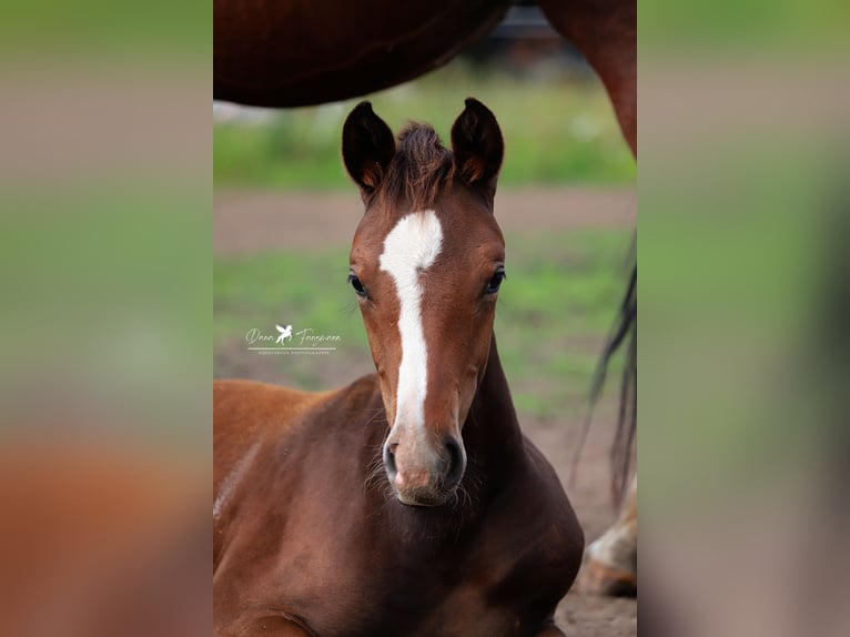 Westphalian Stallion 1 year Brown in Neuenkirchen-V&#xF6;rden