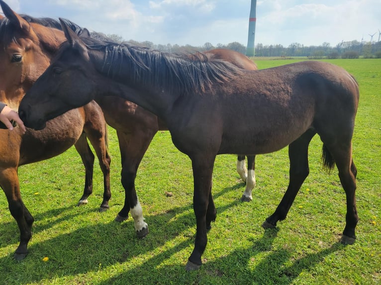 Westphalian Stallion 1 year Brown in Hörstel