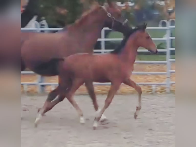 Westphalian Stallion 1 year Brown in Borchen