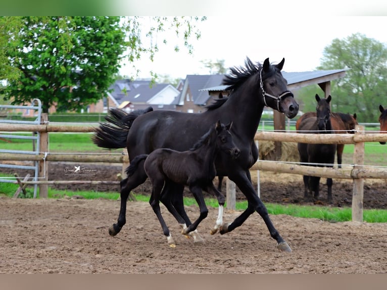 Westphalian Stallion 1 year Brown in Neuenkirchen Vörden