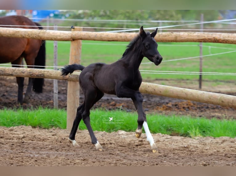 Westphalian Stallion 1 year Brown in Neuenkirchen Vörden