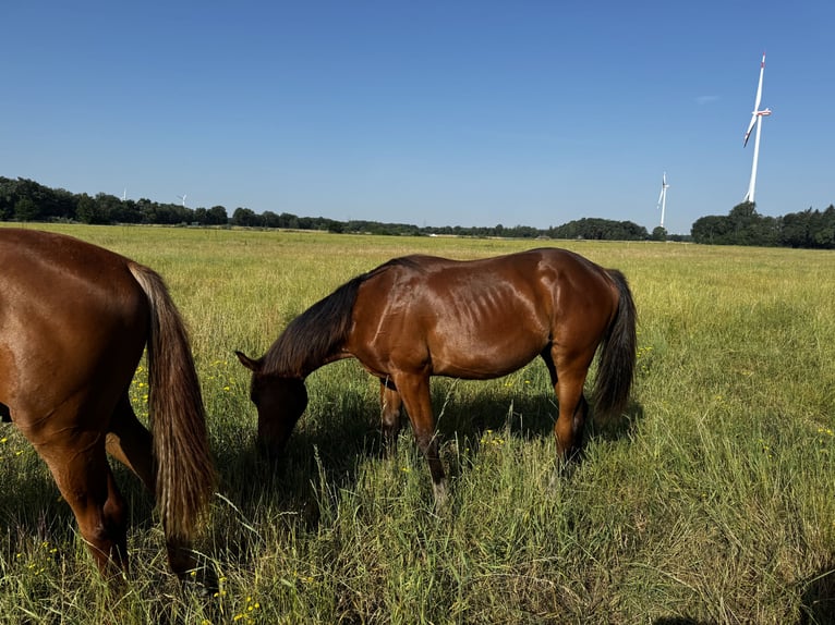 Westphalian Stallion 1 year Brown in Damme