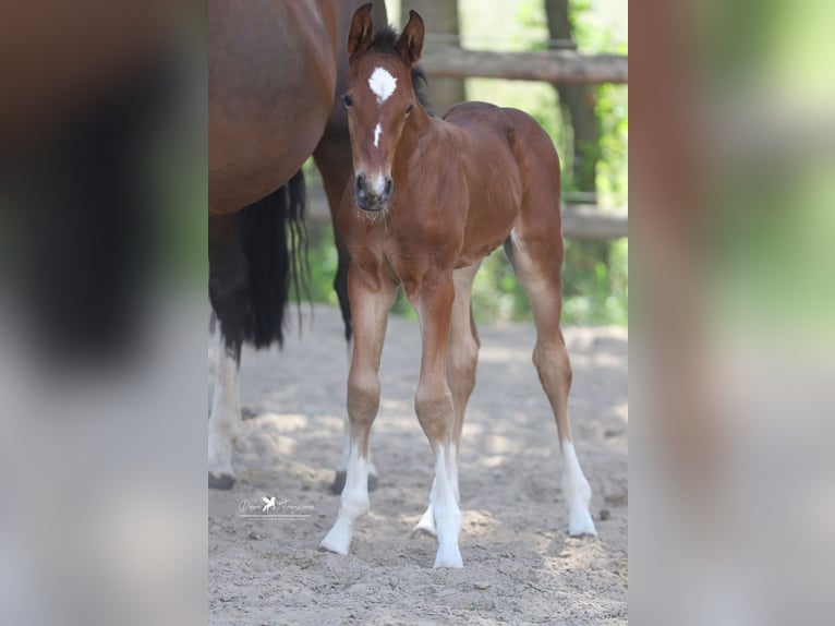 Westphalian Stallion 1 year Brown in Damme
