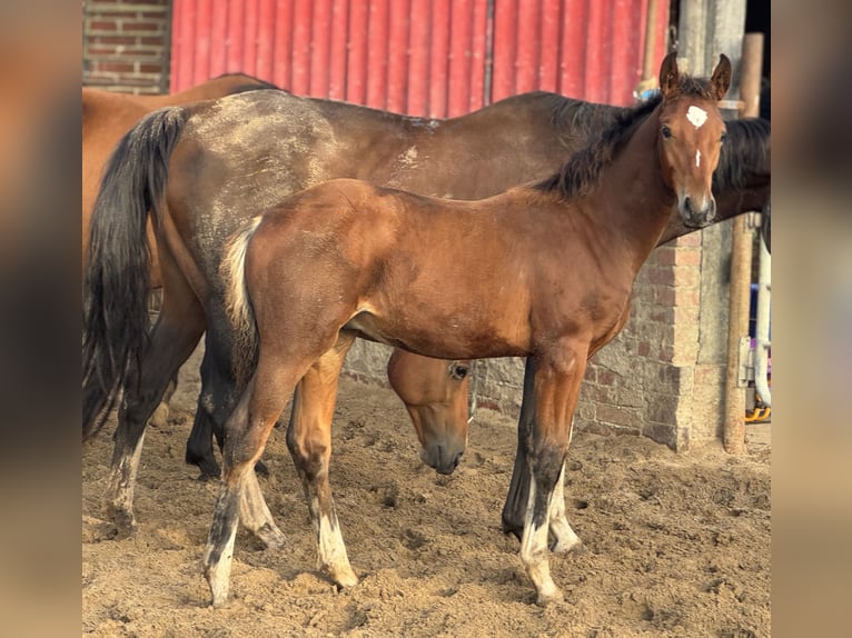 Westphalian Stallion 1 year Brown in Damme