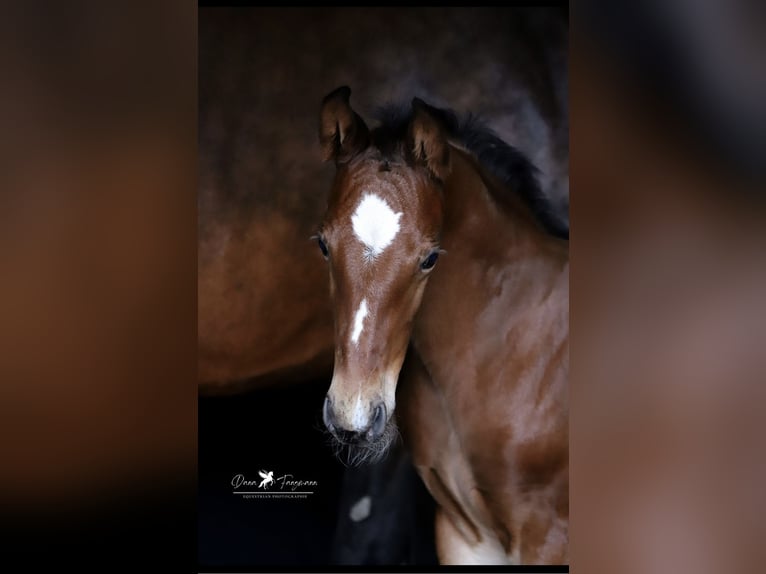 Westphalian Stallion 1 year Brown in Damme