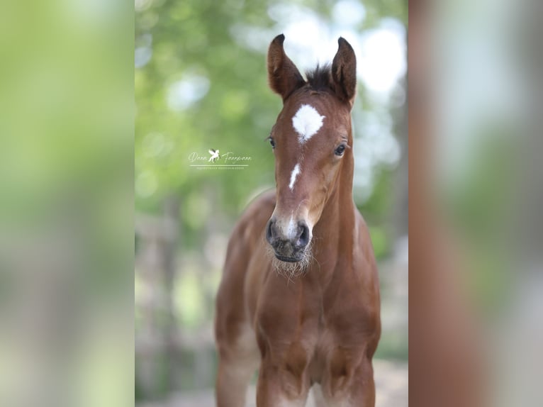 Westphalian Stallion 1 year Brown in Damme