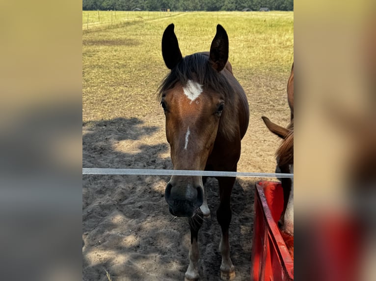 Westphalian Stallion 1 year Brown in Damme