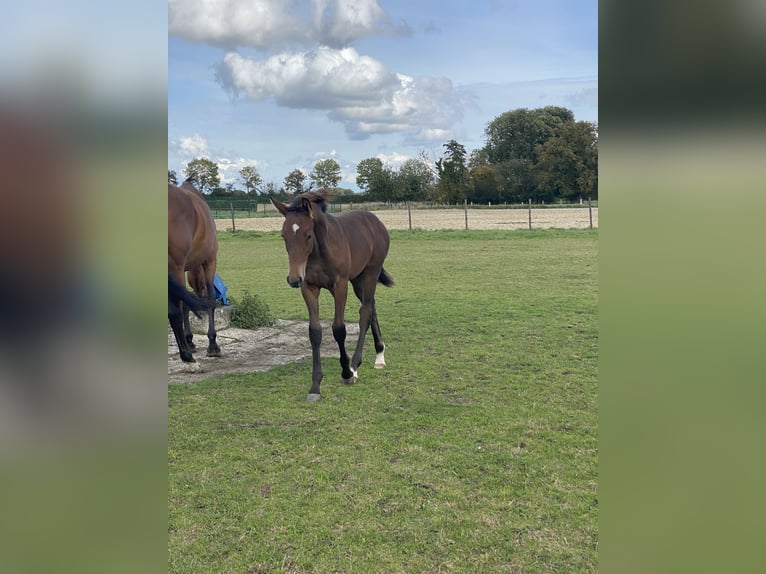 Westphalian Stallion 1 year Brown in Ascheberg