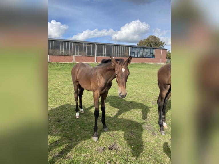 Westphalian Stallion 1 year Brown in Ascheberg