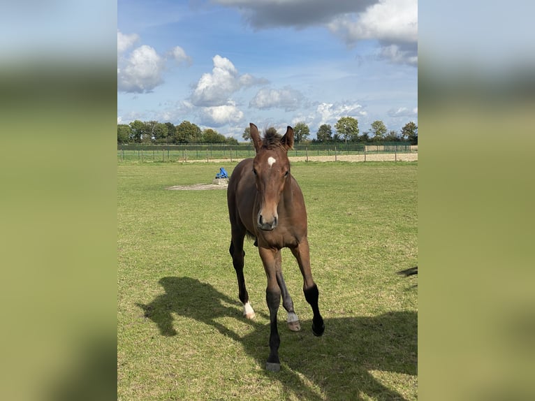 Westphalian Stallion 1 year Brown in Ascheberg