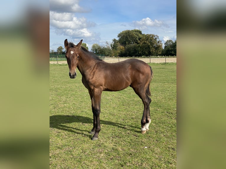 Westphalian Stallion 1 year Brown in Ascheberg