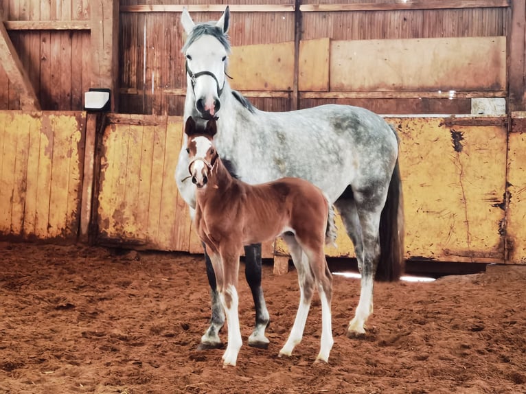 Westphalian Stallion 1 year Brown in Frankenberg (Eder)