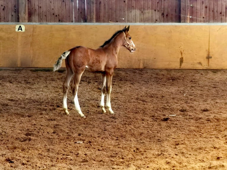 Westphalian Stallion 1 year Brown in Frankenberg (Eder)