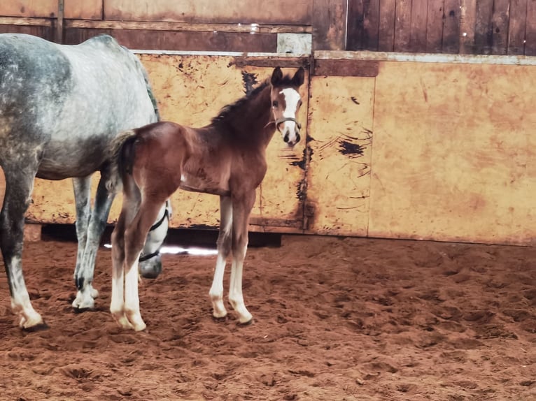 Westphalian Stallion 1 year Brown in Frankenberg (Eder)