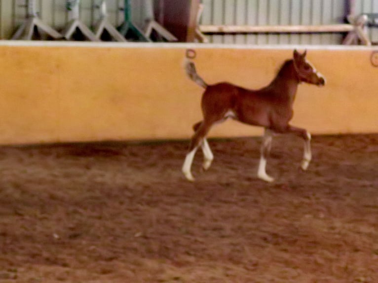 Westphalian Stallion 1 year Brown in Frankenberg (Eder)