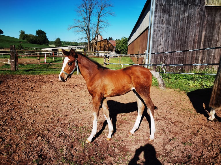 Westphalian Stallion 1 year Brown in Frankenberg (Eder)