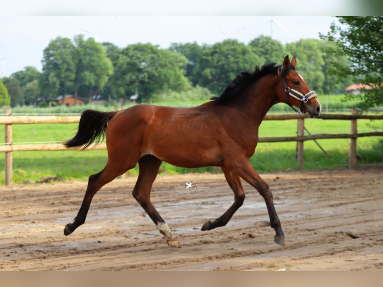 Westphalian Stallion 1 year Brown in Neuenkirchen-Vörden