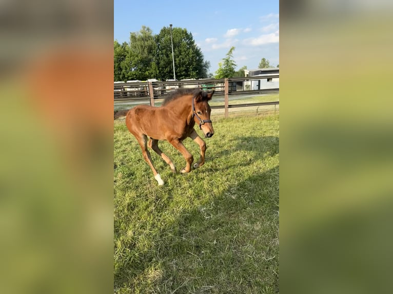 Westphalian Stallion 1 year Brown in Hamm