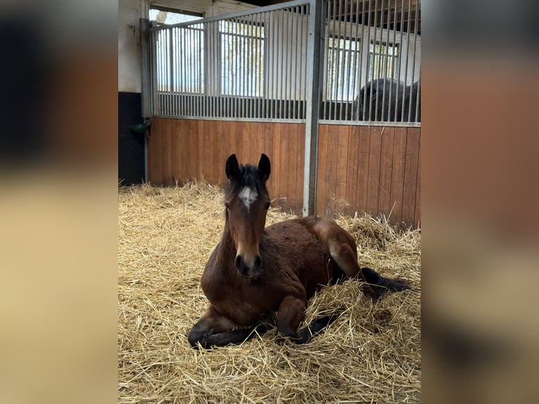 Westphalian Stallion 1 year Brown in Straßenhaus