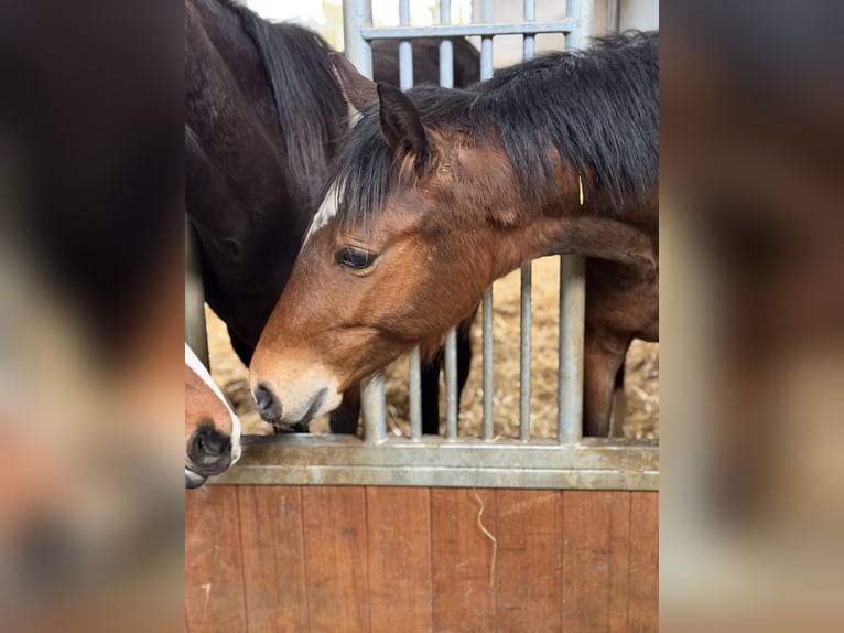 Westphalian Stallion 1 year Brown in Straßenhaus