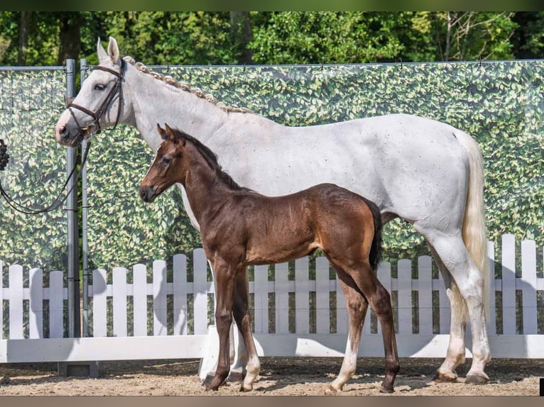 Westphalian Stallion 1 year Can be white in Münster