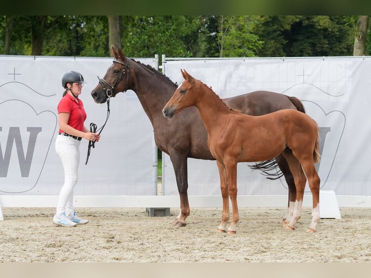 Westphalian Stallion 1 year Chestnut in Ostercappeln