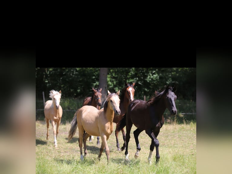 Westphalian Stallion 1 year Chestnut in Neuenkirchen-V&#xF6;rden