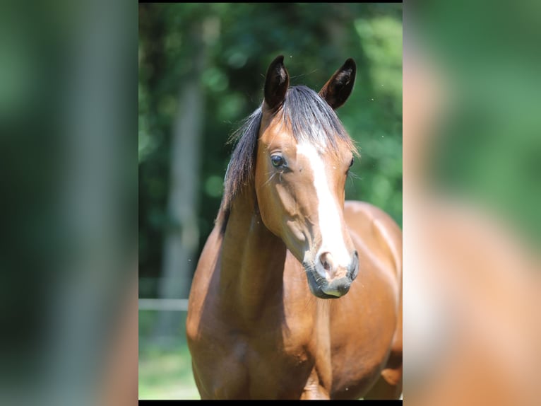 Westphalian Stallion 1 year Chestnut in Neuenkirchen-V&#xF6;rden