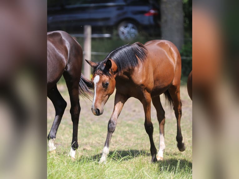 Westphalian Stallion 1 year Chestnut in Neuenkirchen-V&#xF6;rden