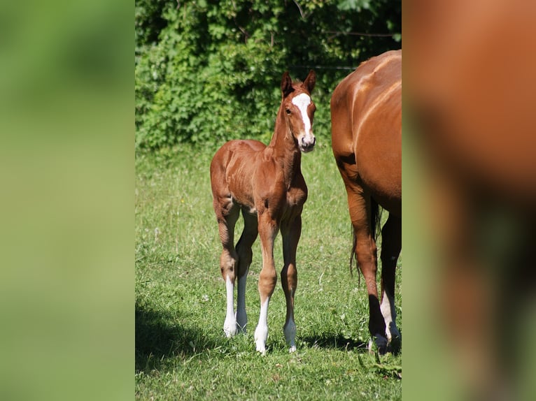 Westphalian Stallion 1 year Chestnut in Wesel