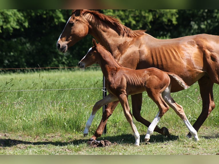 Westphalian Stallion 1 year Chestnut in Wesel