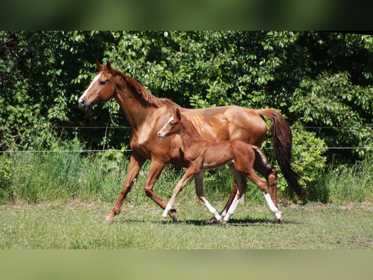 Westphalian Stallion 1 year Chestnut in Wesel