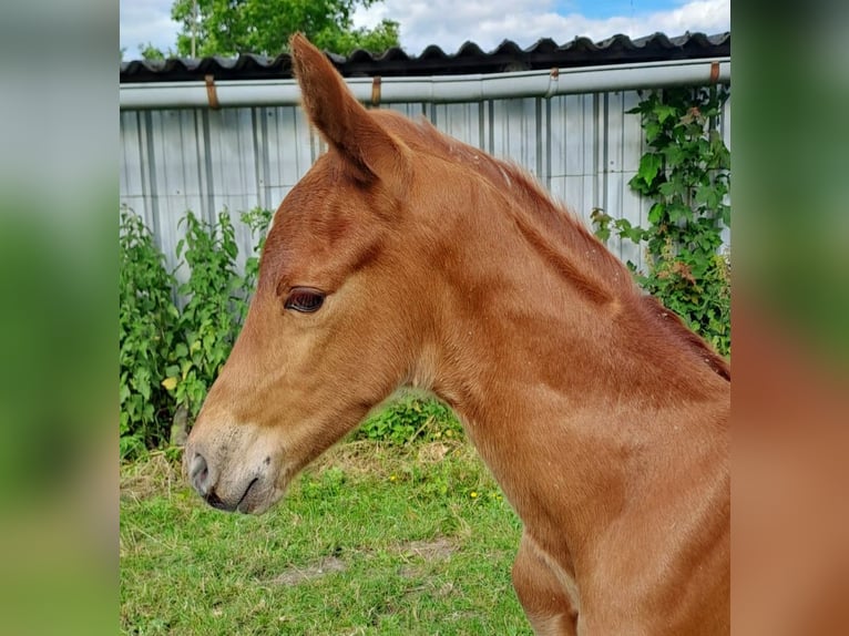 Westphalian Stallion 1 year Chestnut-Red in Borchen