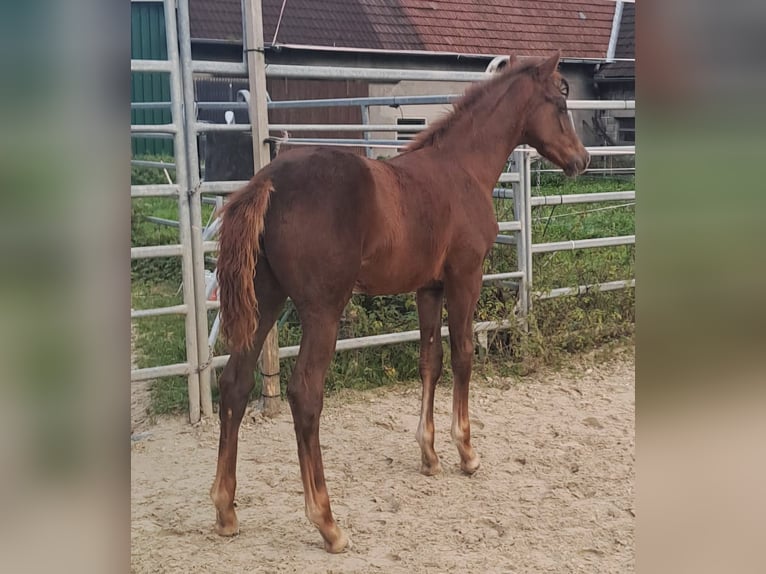 Westphalian Stallion 1 year Chestnut-Red in Borchen