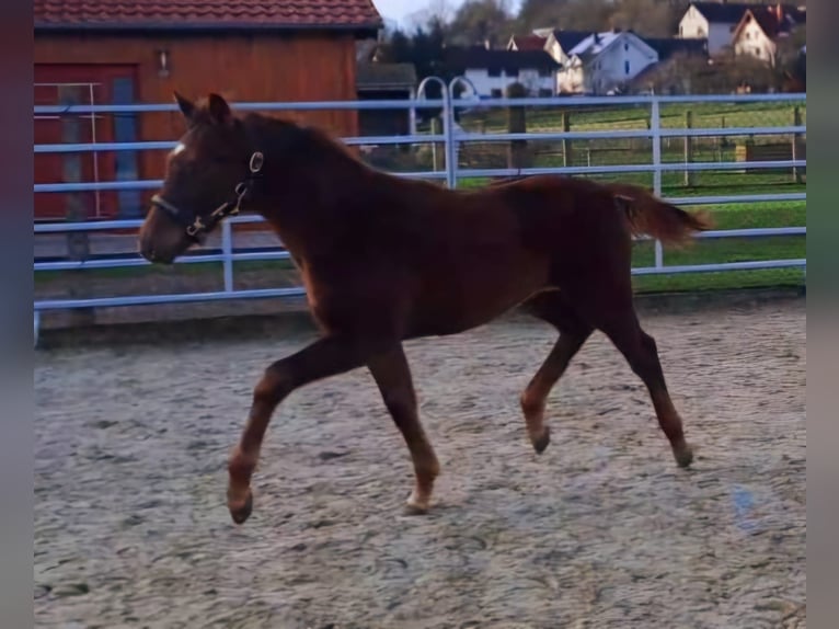 Westphalian Stallion 1 year Chestnut-Red in Borchen