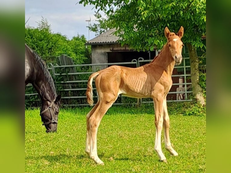 Westphalian Stallion 1 year Chestnut-Red in Borchen