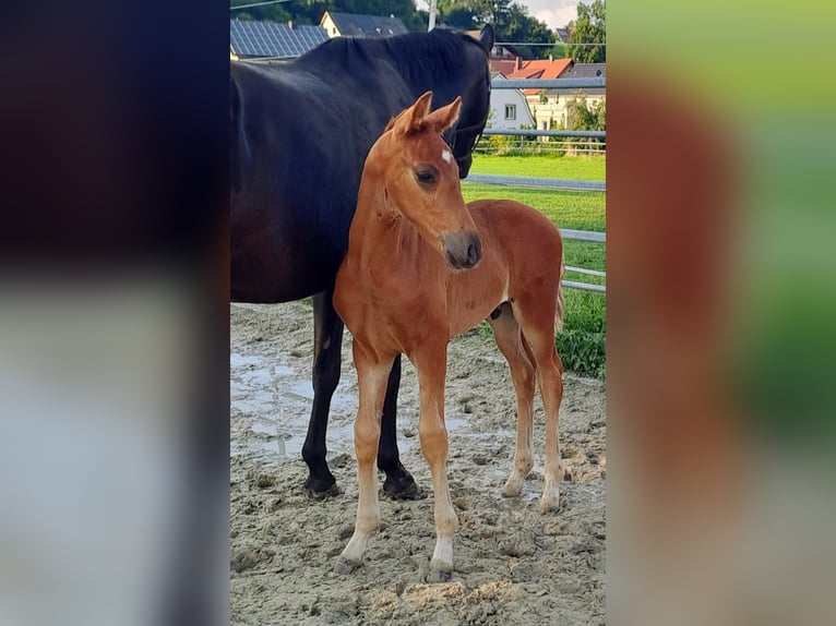 Westphalian Stallion 1 year Chestnut-Red in Borchen